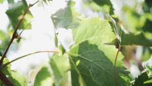 Stock Video Grape Leaves After Harvest Live Wallpaper For PC