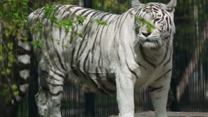 Stock Video Gorgeous White Tigress Walks Live Wallpaper For PC