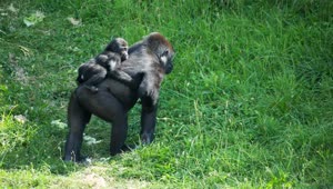 Stock Video Gorilla Monkeys At A Safari Park Live Wallpaper For PC