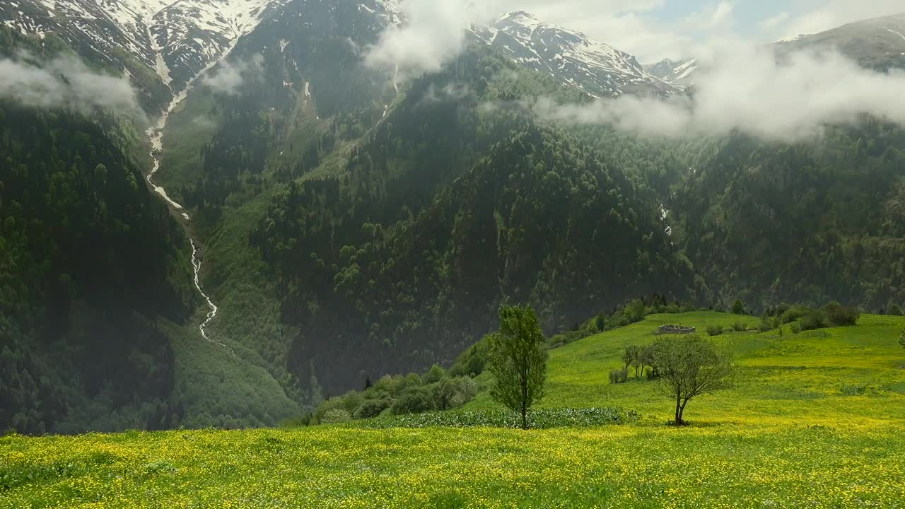 Download Stock Video Gorgeous Forest And Mountain And A Meadow With Yellow Flowers Live Wallpaper For PC