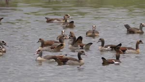 Stock Video Gooses In A Lake Live Wallpaper For PC