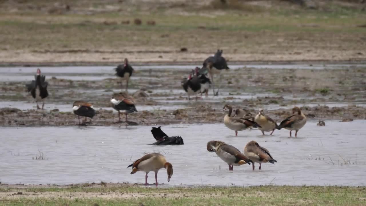 Download Stock Video Gooses And Ducks Enjoying The Pond Live Wallpaper For PC