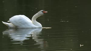 Stock Video Goose Swimming And Drinking In A Lake Live Wallpaper For PC