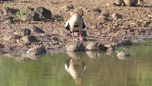 Stock Video Goose Standing On The Shore Of A Lake Live Wallpaper For PC