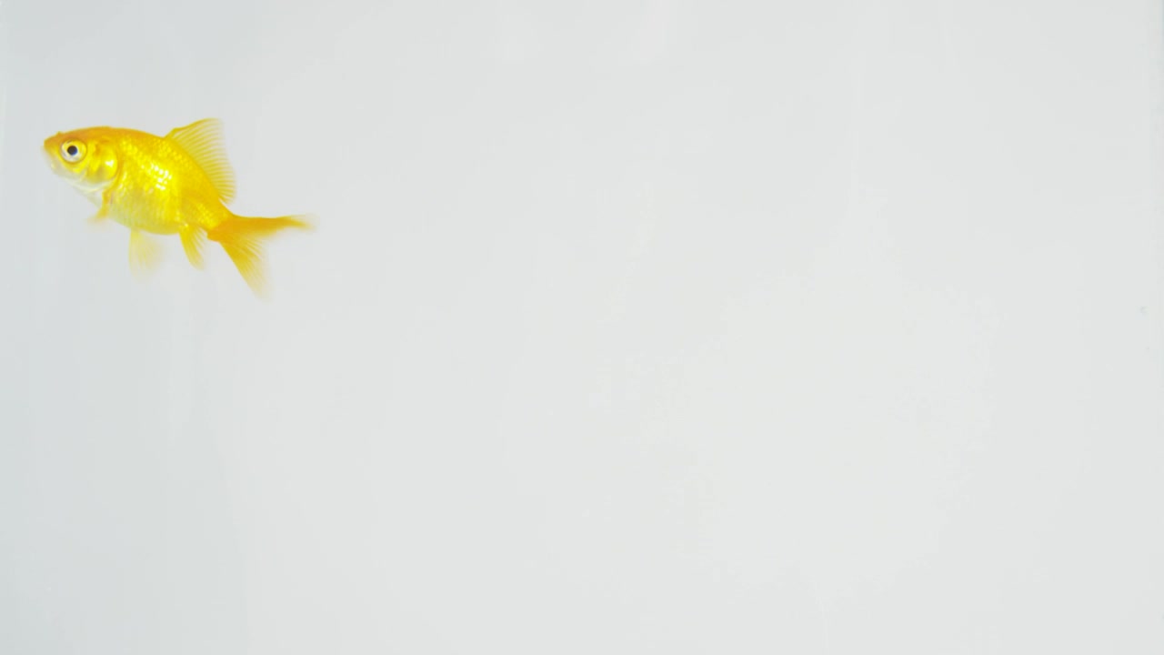 Download Stock Video Goldfish Swimming On A White Background Live Wallpaper For PC