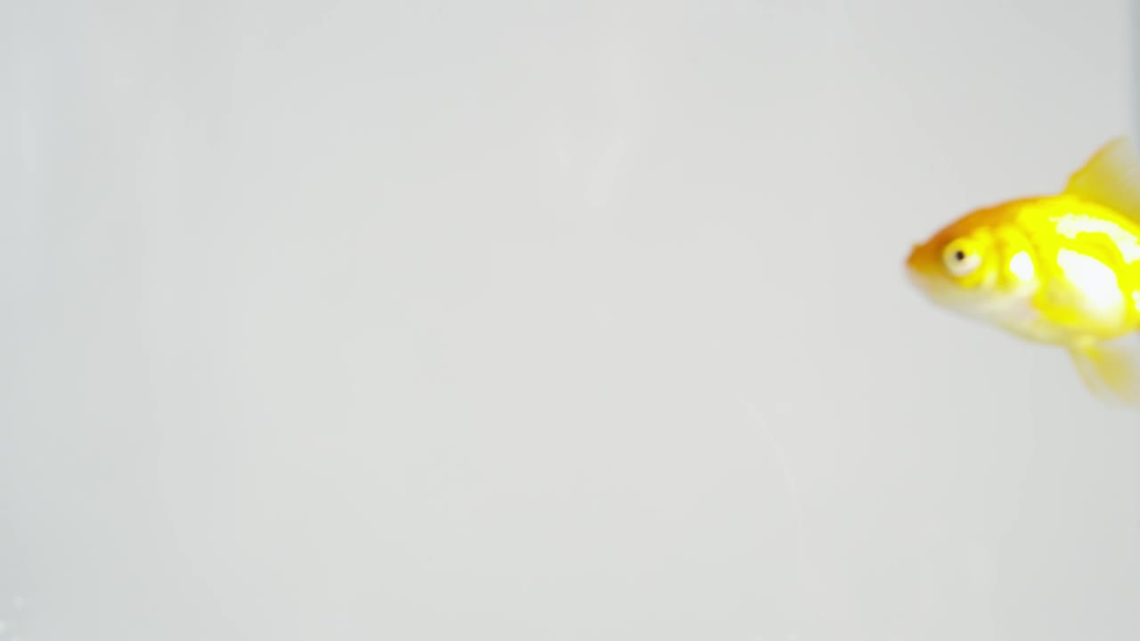 Download Stock Video Goldfish Swimming In Clear Water Live Wallpaper For PC