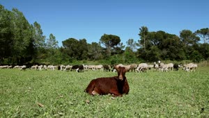 Stock Video Goats Grazing In The Meadow A Sunny Day Live Wallpaper For PC