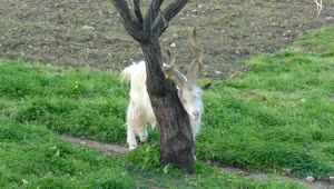 Stock Video Goat Scratching On A Tree Trunk Live Wallpaper For PC