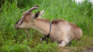 Stock Video Goat Grazing While Lying In The Grass Live Wallpaper For PC