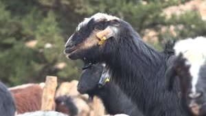 Stock Video Goat Eating In The Farm Live Wallpaper For PC