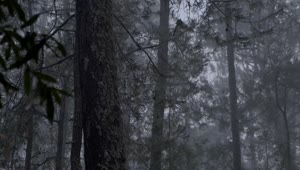 Stock Video Gloomy Forest Full Of Trees During A Rainy Afternoon Live Wallpaper For PC