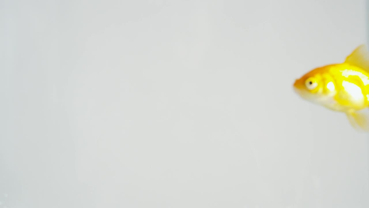 Download Stock Video Glodfish Swimming Live Wallpaper For PC