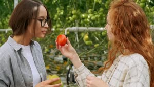 Stock Video Girls Checking Tomatoes At A Greenhouse Live Wallpaper For PC