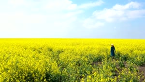 Stock Video Girl Walking Through Rapeseed Field Live Wallpaper For PC