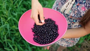 Stock Video Girl Holding A Bowl With Black Currant Berries Live Wallpaper For PC