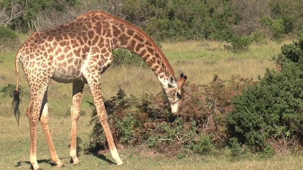 Download Stock Video Giraffe Grazing In The Sun Live Wallpaper For PC