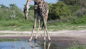 Stock Video Giraffe Bending Down To Drink At The Pond Live Wallpaper For PC
