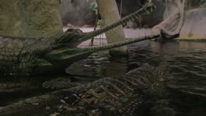 Stock Video Gharial Sitting With Open Jaws Live Wallpaper For PC