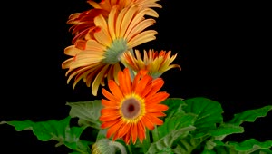 Stock Video Gerbera Orange Flower Opens Live Wallpaper For PC