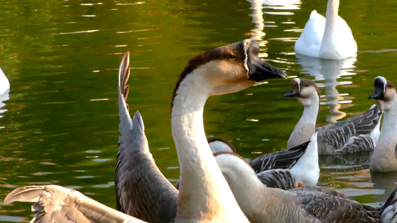 Download Stock Video Geese Swimming In A Lake During A Sunny Afternoon Live Wallpaper For PC