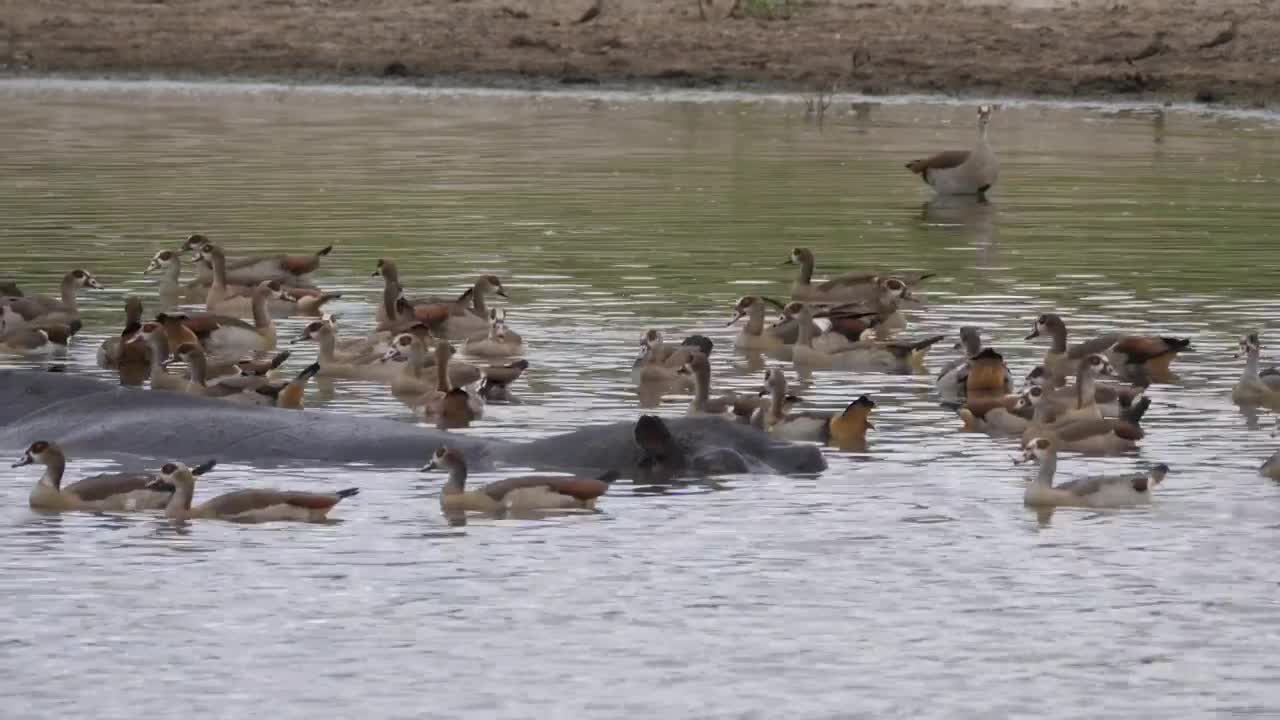 Download Stock Video Geese Swimming Alongside A Hippopotamus Live Wallpaper For PC