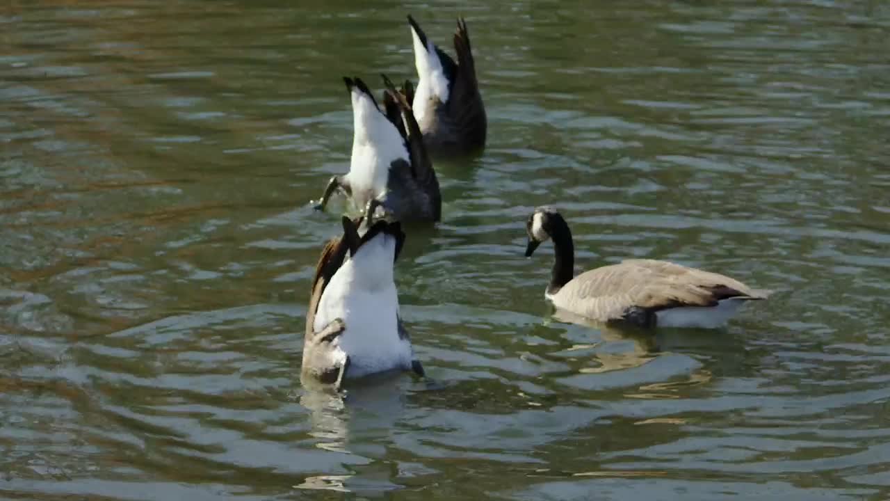 Download Stock Video Geese Feeding In A Lake Live Wallpaper For PC