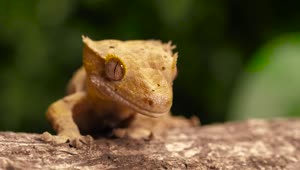 Stock Video Gecko Or Reptile On A Trunk Closeup Shot Live Wallpaper For PC