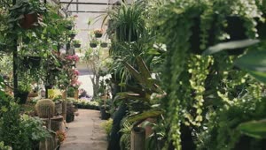 Stock Video Gardener Walking Through A Plant Nursery Live Wallpaper For PC