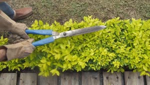 Stock Video Gardener Pruning A Bush With Garden Shears Live Wallpaper For PC