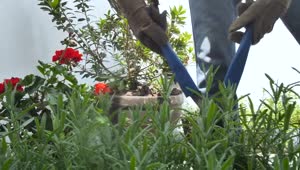Stock Video Gardener Fixing A Bush In A Garden Live Wallpaper For PC