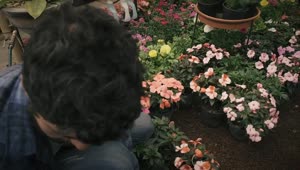 Stock Video Gardener Arranges Potted Flowers Live Wallpaper For PC