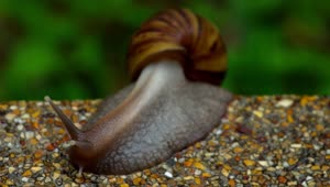 Stock Video Garden Snail Crawling On Pavement Live Wallpaper For PC