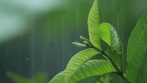 Stock Video Garden Plants In The Rain Live Wallpaper For PC