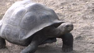 Stock Video Galápagos Tortoise Walking Live Wallpaper For PC