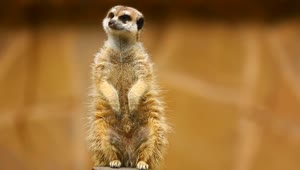 Stock Video Furry Meerkat Looking Out Live Wallpaper For PC