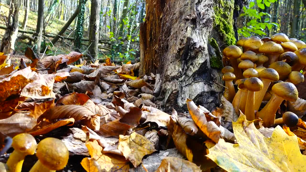 Download Stock Video Fungus Growing On A Tree Live Wallpaper For PC