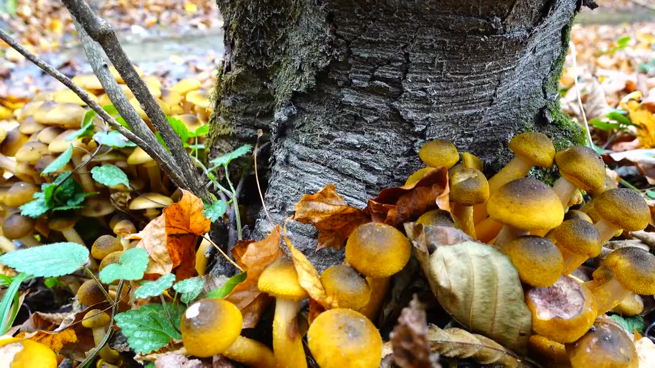 Download Stock Video Fungus Growing Around A Tree Live Wallpaper For PC