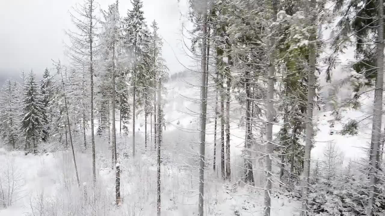Download Stock Video Frozen White Forest In A Harsh Winter Live Wallpaper For PC