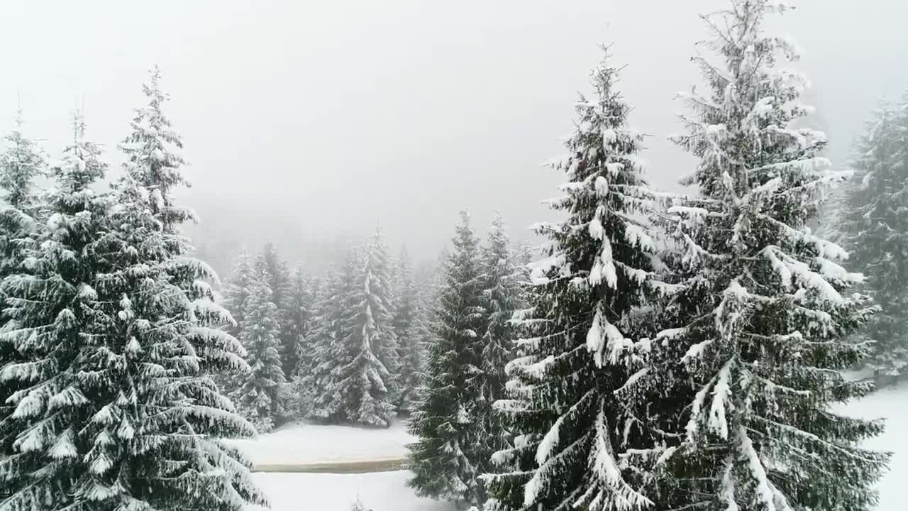 Download Stock Video Frozen Forest While Is Snowing Live Wallpaper For PC