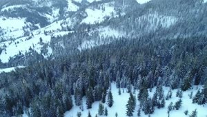 Stock Video Frozen Forest On A Mountain Aerial View Live Wallpaper For PC