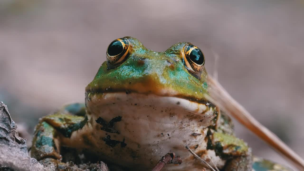 Download Stock Video Frontal Portrait Of A Frog Breathing Live Wallpaper For PC