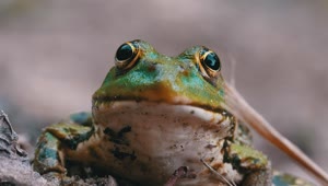 Stock Video Frontal Portrait Of A Frog Breathing Live Wallpaper For PC