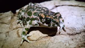 Stock Video Frog With Camouflage Pattern Standing On A Rock Live Wallpaper For PC