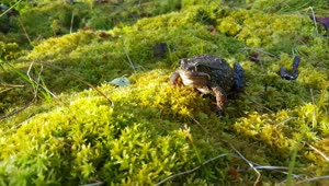 Stock Video Frog Standing On Moss Live Wallpaper For PC
