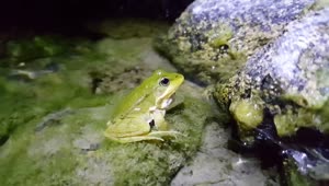 Stock Video Frog Standing In The Water Live Wallpaper For PC