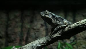 Stock Video Frog Sitting On A Branch Live Wallpaper For PC