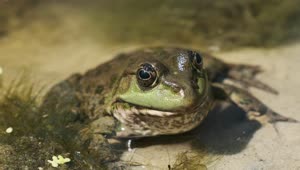 Stock Video Frog Sitting Inside A River Live Wallpaper For PC