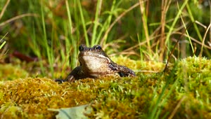 Stock Video Frog Over Mossy Soil Live Wallpaper For PC