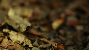Stock Video Frog On Dry Leaves Live Wallpaper For PC