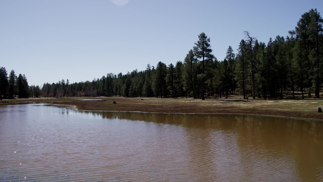 Download Stock Video Lake In The Middle Of A Sunny Forest Animated Wallpaper